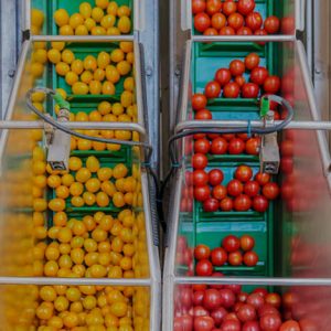 Fruit and Vegetables Processing