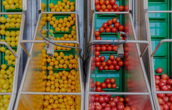Fruit and Vegetables Processing