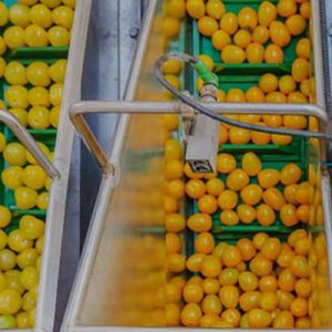 Fruit and vegetable Industry